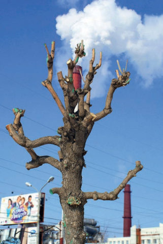 «Дерево жизни», Насих Халисов, 2009